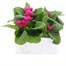 Primrose Raesbury Rose Super 6 Pack Boxed BeddingAlternative Image2