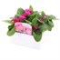 Primrose Raesbury Rose Super 6 Pack Boxed BeddingAlternative Image3