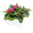 Primrose Raesbury Rose Super 6 Pack Boxed BeddingAlternative Image4