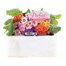 Primrose F1 Ringo Star Mix 6 Pack Boxed BeddingAlternative Image1