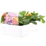 Primrose F1 Ringo Star Mix 6 Pack Boxed BeddingAlternative Image3