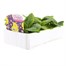 Primrose F1 Spring Sunshine 6 Pack Boxed BeddingAlternative Image3