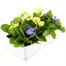 Primrose F1 Vanilla Sky 6 Pack Boxed BeddingAlternative Image4