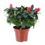 Azalea Red Indoor Houseplant - 14cm PotAlternative Image1