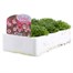 Saxifrage Pixie 6 Pack Boxed BeddingAlternative Image3