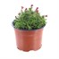 Saxifrage Marto Rose 10.5cm Pot BeddingAlternative Image1