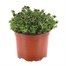 Saxifrage Peter Pan 10.5cm Pot BeddingAlternative Image1