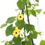 Thunbergia Yellow 4L Pot BeddingAlternative Image1