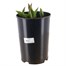 Tulip Appledorn 4L Deep Root Potted Bulb PlanterAlternative Image1