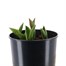 Tulip Appledorn 4L Deep Root Potted Bulb PlanterAlternative Image2