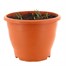 Narcissus and Tulip Blushing Cheeks 6.5L Potted Bulbs Bedding Alternative Image1