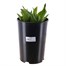 Tulip Double Mix 4L Deep Root Potted Bulb PlanterAlternative Image1