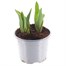 Tulip Hearts Delight 10.5cm Potted Bulbs BeddingAlternative Image1