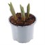 Tulip Red Riding Hood Spring Bulbs 10.5cm Potted Bulbs BeddingAlternative Image1