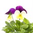 Viola F1 Hybrid Purple & White 10.5cm Pot Bedding Alternative Image1