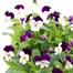 Viola F1 Hybrid Purple & White 2L Pot Bedding Alternative Image2