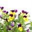 Viola F1 Hybrid Purple & Yellow 2L Pot BeddingAlternative Image2