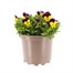 Viola F1 Hybrid Purple & Yellow 2L Pot BeddingAlternative Image1