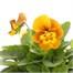 Viola F1 Hybrid Yellow 10.5cm Pot Bedding Alternative Image1