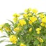 Viola F1 Hybrid Yellow 2L Pot BeddingAlternative Image2