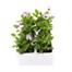 Viola F1 Lilac Ice 6 Pack Boxed BeddingAlternative Image2