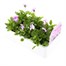 Viola F1 Lilac Ice 6 Pack Boxed BeddingAlternative Image3