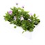 Viola F1 Lilac Ice 6 Pack Boxed BeddingAlternative Image4