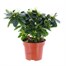 Azalea White Indoor Houseplant - 14cm PotAlternative Image1