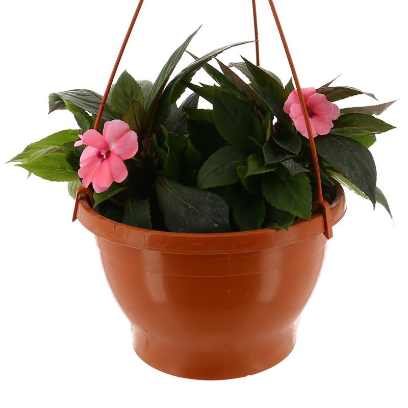 Sunpatiens Assorted Mixed Bedding Hanging Basket