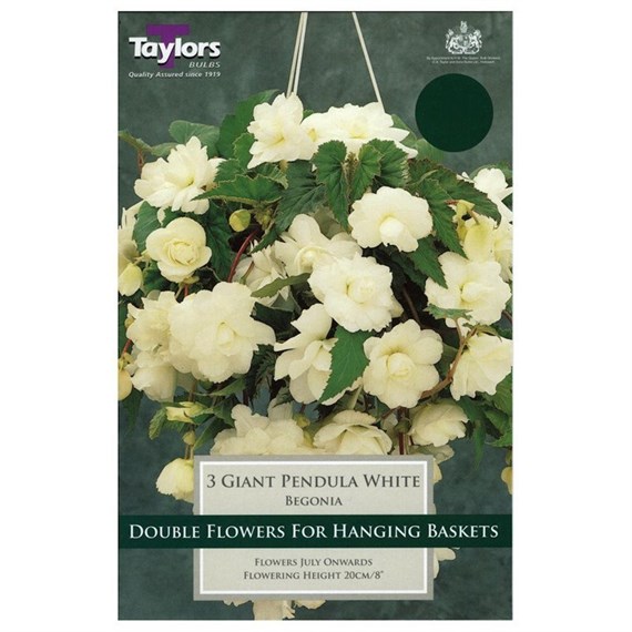 Taylors Bulbs Begonia White Giant Cascading (3 Pack) (TS229)