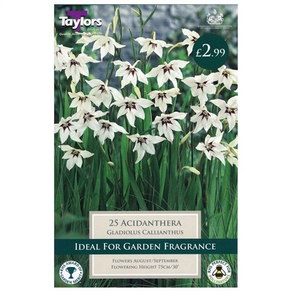 Taylors Bulbs Gladiolus Callianthus (Acidanthera) (25 Pack) (TS740)