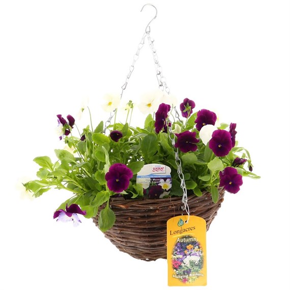 Cool Wave Pansy Purple and White Wicker Hanging Basket 12 Inches