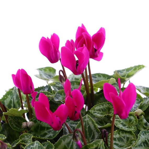 Cyclamen Mixed Bedding 10.5cm Pot Bedding