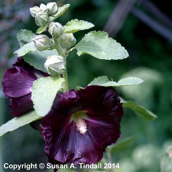 Alcea Rosea Nigra Perennial Plant 9cm Pot - Set of 3