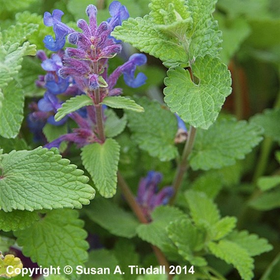 Nepeta Mussinii Perennial Plant 9cm Pot - Set of 3