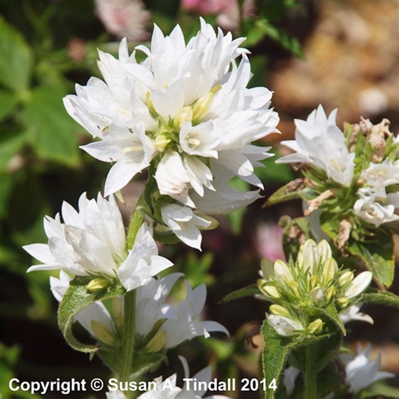 Campanula Glomerata Alba Perennial Plant 9cm Pot - Set of 3