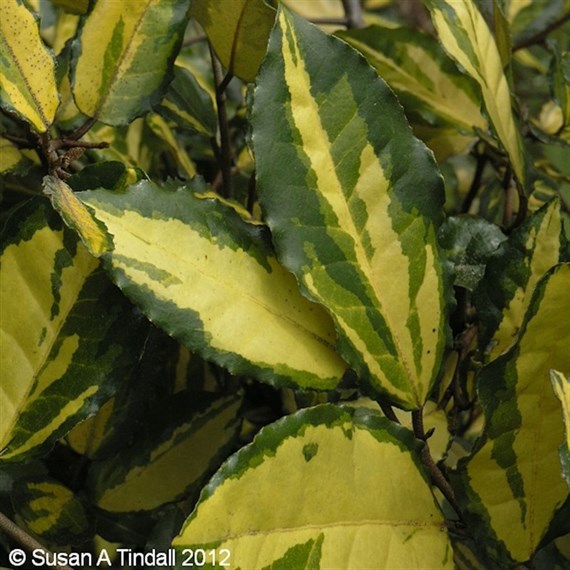 Elaeagnus pungens 'Maculata' - 4L Pot