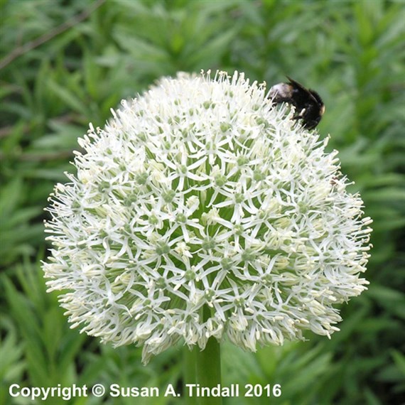 Allium Stipitatum Mount Everest Perennial Plant 2L Pot - Set of 3