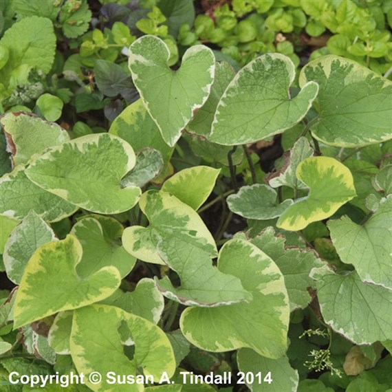 Brunnera Hadspen Cream Perennial Plant 2L Pot - Set of 3