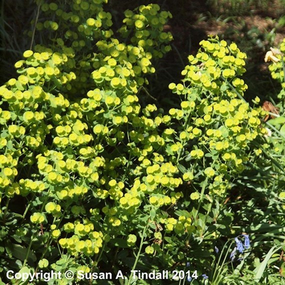 Euphorbia Amy Robbiae Perennial Plant 9cm Pot - Set of 3