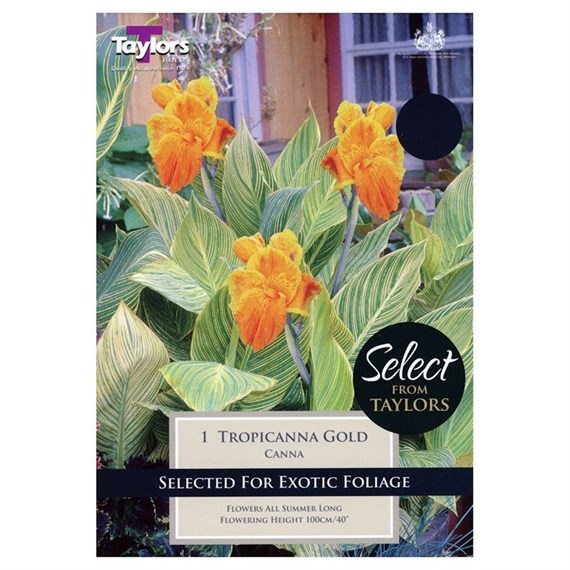 Taylors Bulbs Canna Tropicanna (Single Pack) (SSE141)