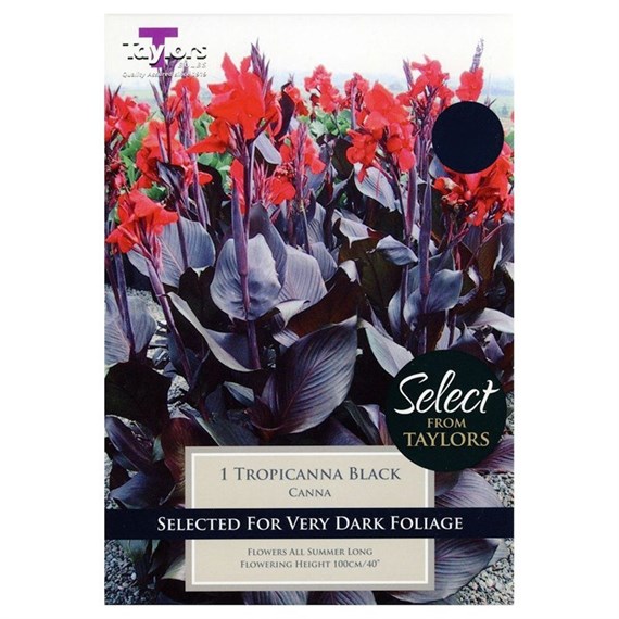 Taylors Bulbs Canna Tropicanna Black (Single Pack) (SSE143)