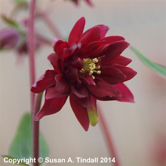 Aquilegia Vul Ruby Port Perennial Plant 9cm Pot - Set of 3