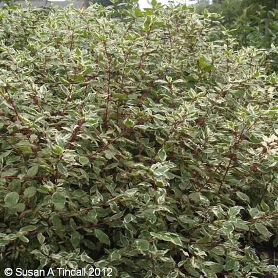 Cornus alba 'Sibirica Variegata' - 4L Pot