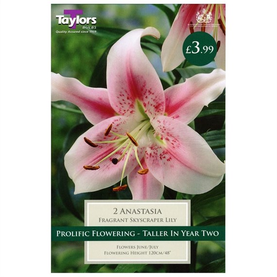 Taylors Bulbs Lily Anastasia (2 Pack) (TS511)