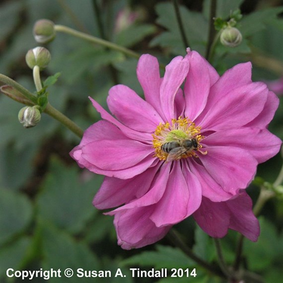 Anemone Prince Heinrich Perennial Plant 9cm Pot - Set of 3