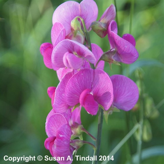 Lathyrus Latifolius Red Pearl Perennial Plant 9cm - Set of 3