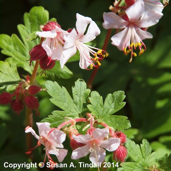 Geranium Macr Spessart Perennial Plant 2L Pot - Set of 3