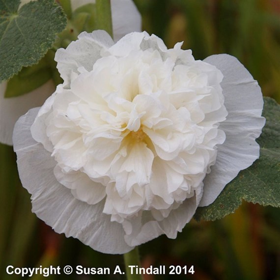 Alcea Chaters Double White Perennial Plant 9cm Pot - Set of 3