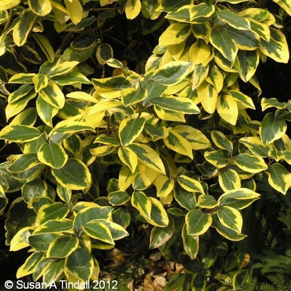 Elaeagnus ebbingei 'Gilt Edge' - 4L Pot